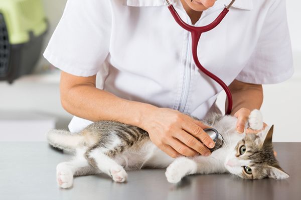 Panduan Memberikan Nutrisi Seimbang untuk Anjing dan Kucing